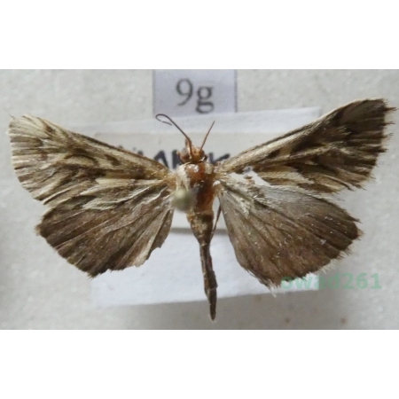 Cynaeda dentalis (Denis & Schiffermüller, 1775) Cyneda zębata Czech9g